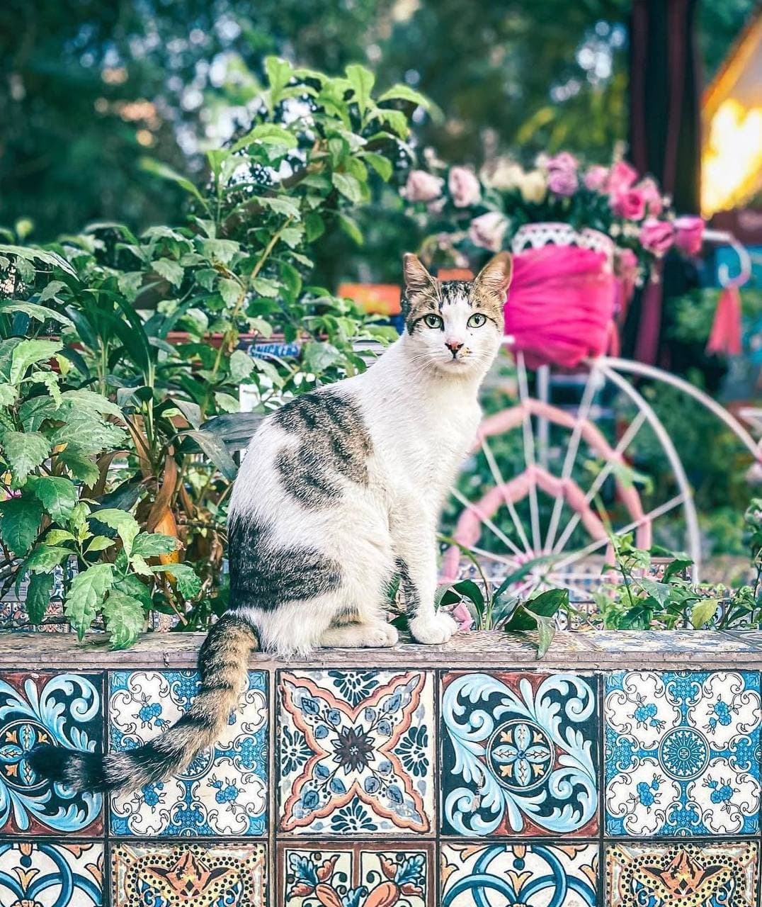 The Cat and the Garden
