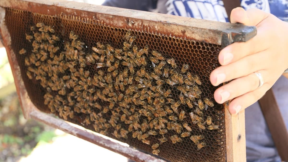 An’am and Her Bees in Jerash