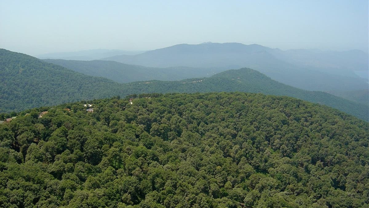 Reading a forest from space: from image to map