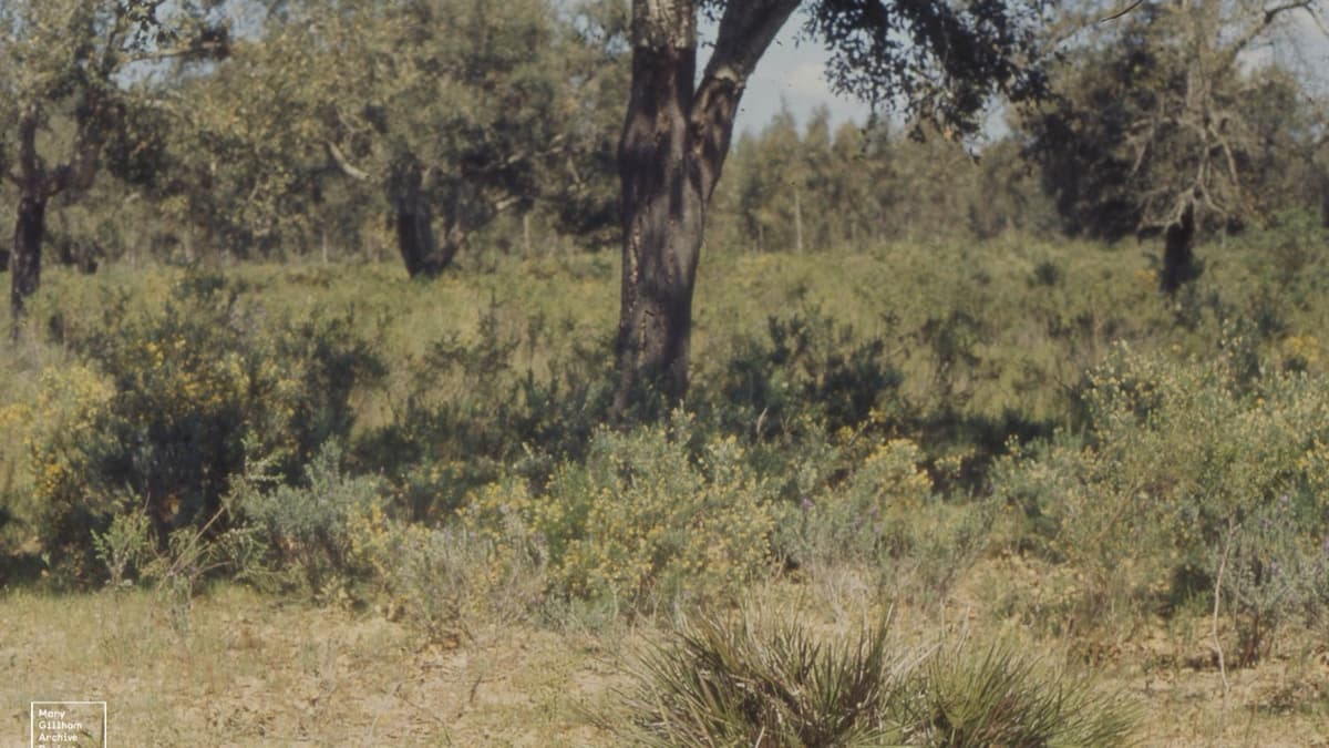 Renewing Maâmora: what the soil can tell us