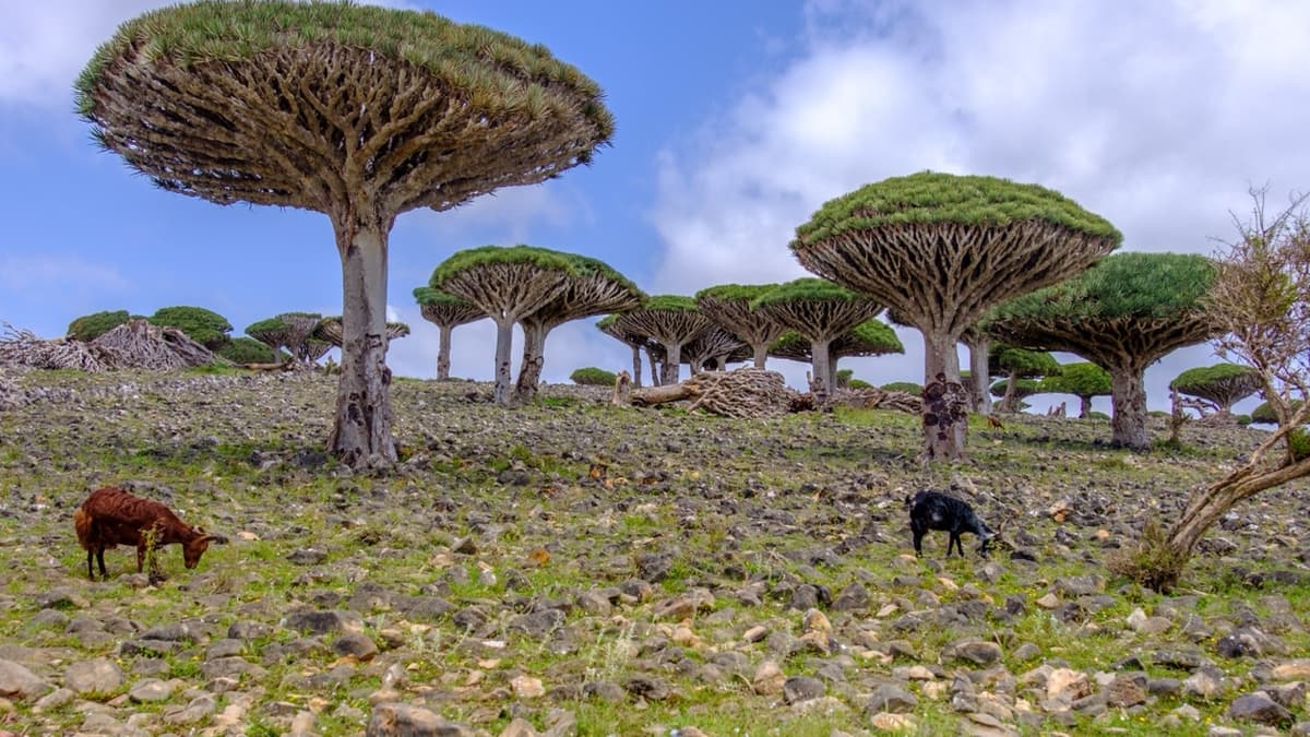 Socotra’s Dragon’s Blood Trees