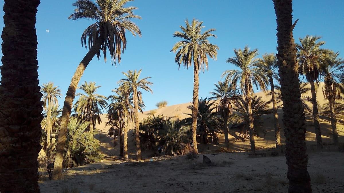 An Orchard Below the Sand
