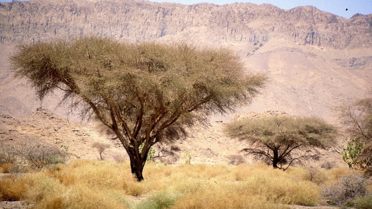 Surveying the Ahaggar cheetah: what does an empty record mean?