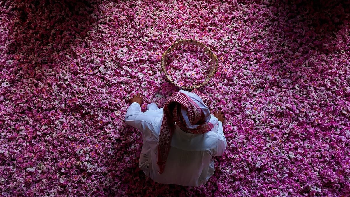 The Rose’s Journey to the Perfume Bottle
