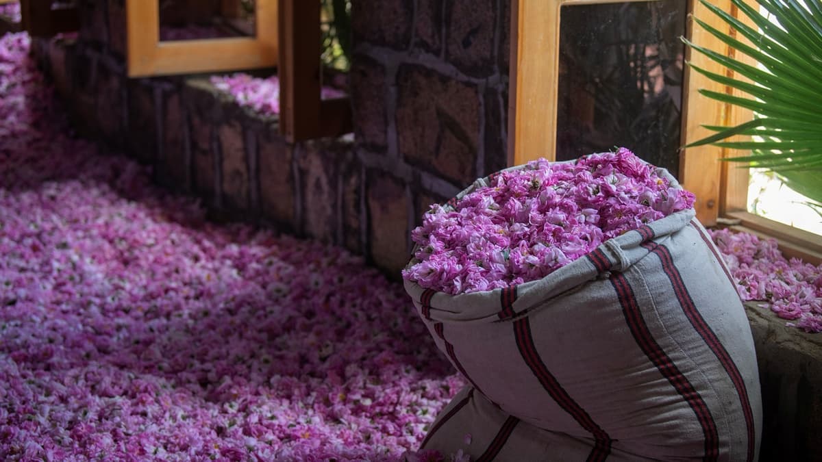 The Rose Festival in Taif