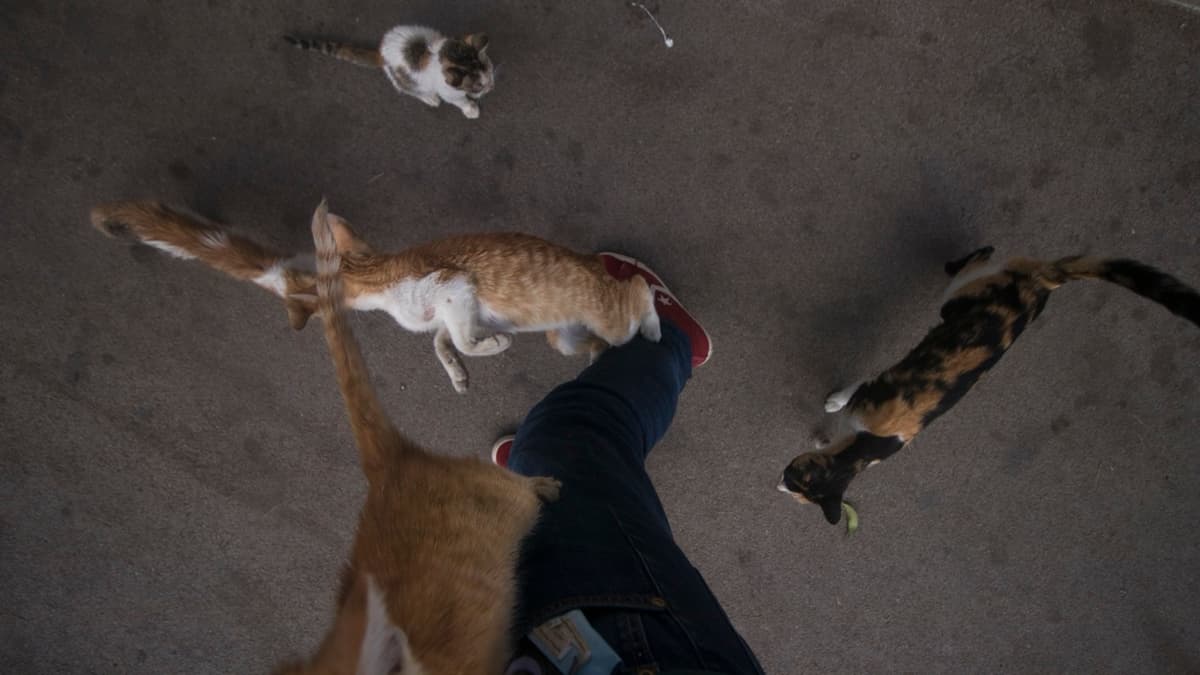 Cats on the Streets of Tangier