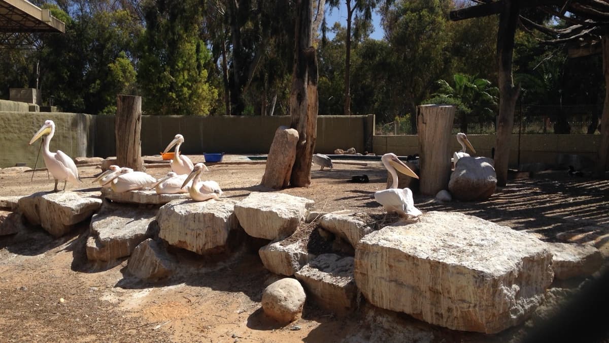 Tripoli’s Zoo Opens Again