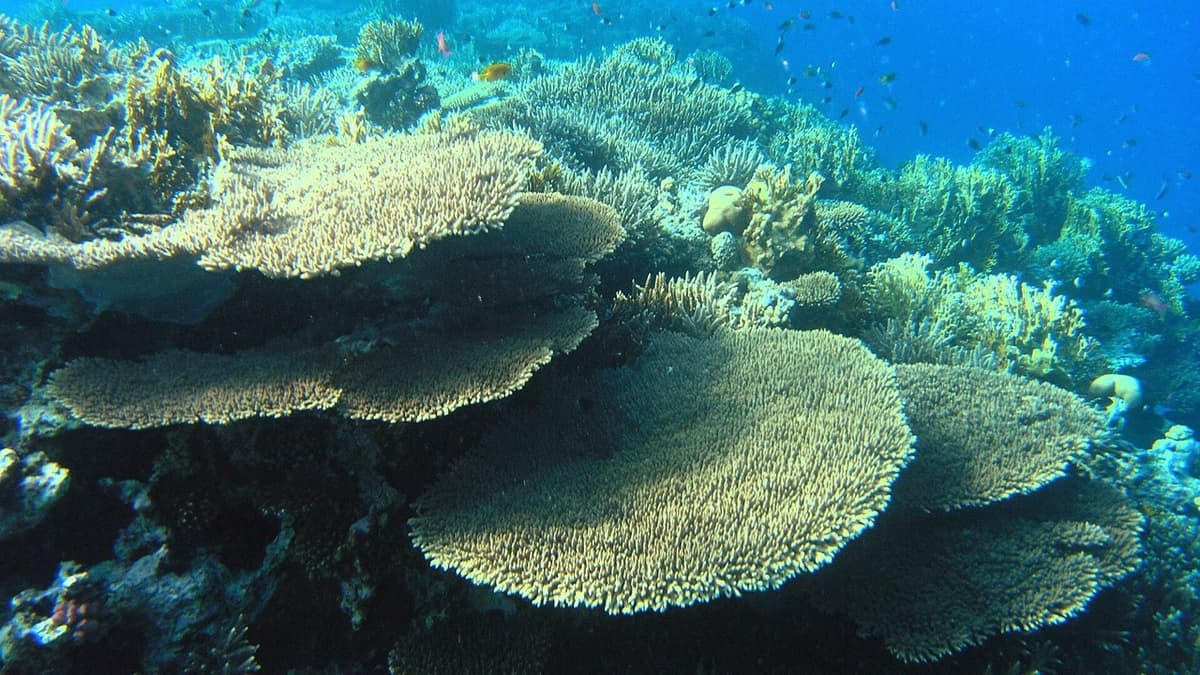 The Coral Calendar: What Are We Counting When We Say “Once”?
