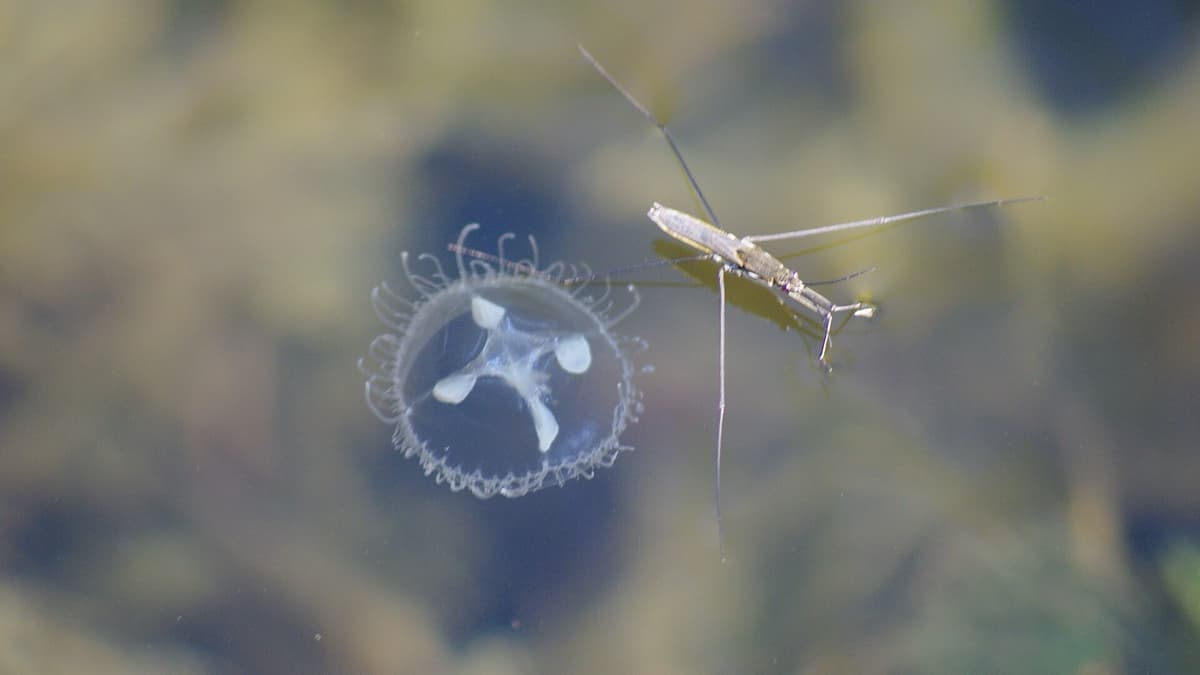 First of What? A Jellyfish in a Baghdad Lake