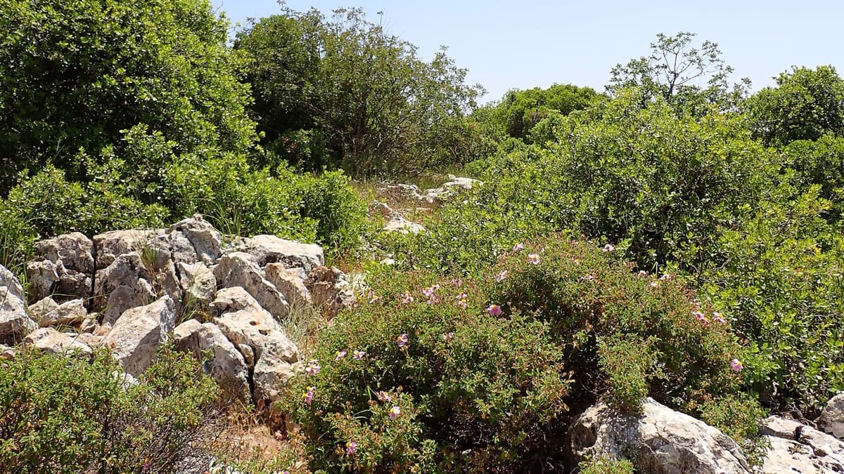 Ajloun Honey