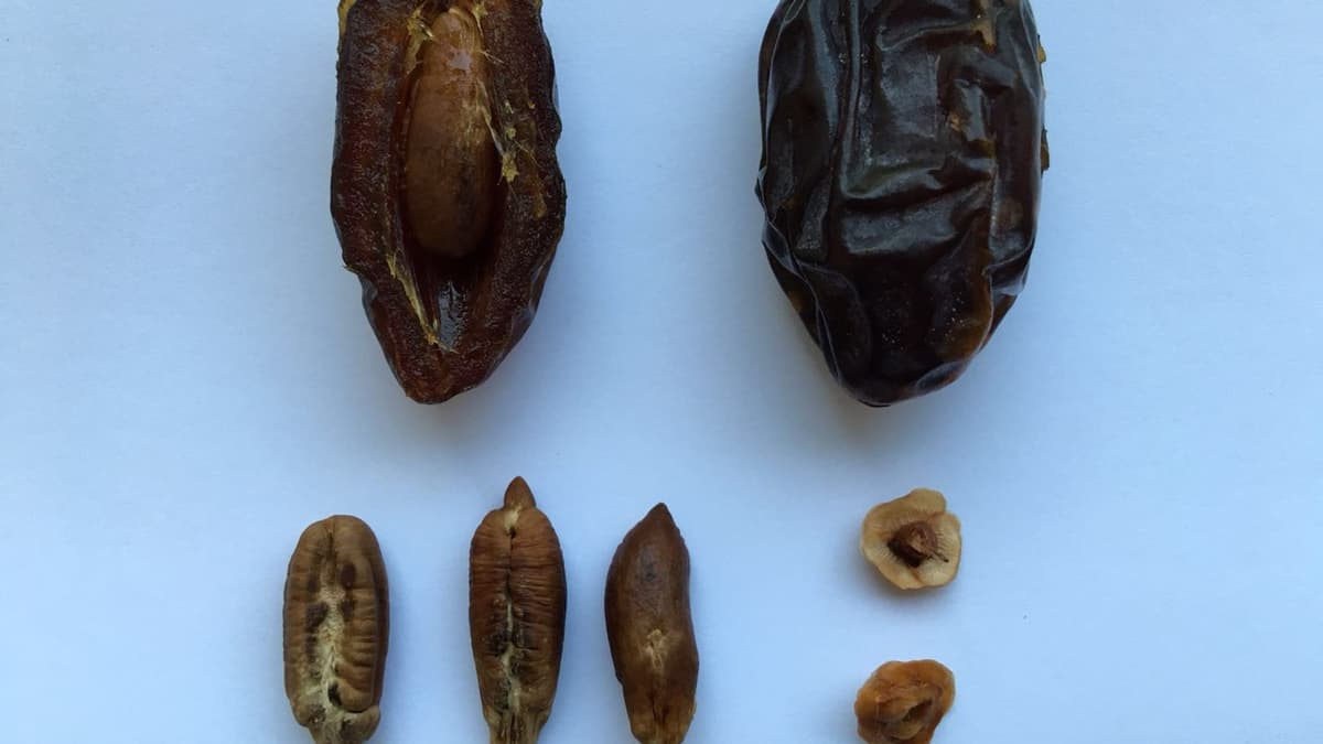 A Kitchen That Makes New Things from Dates