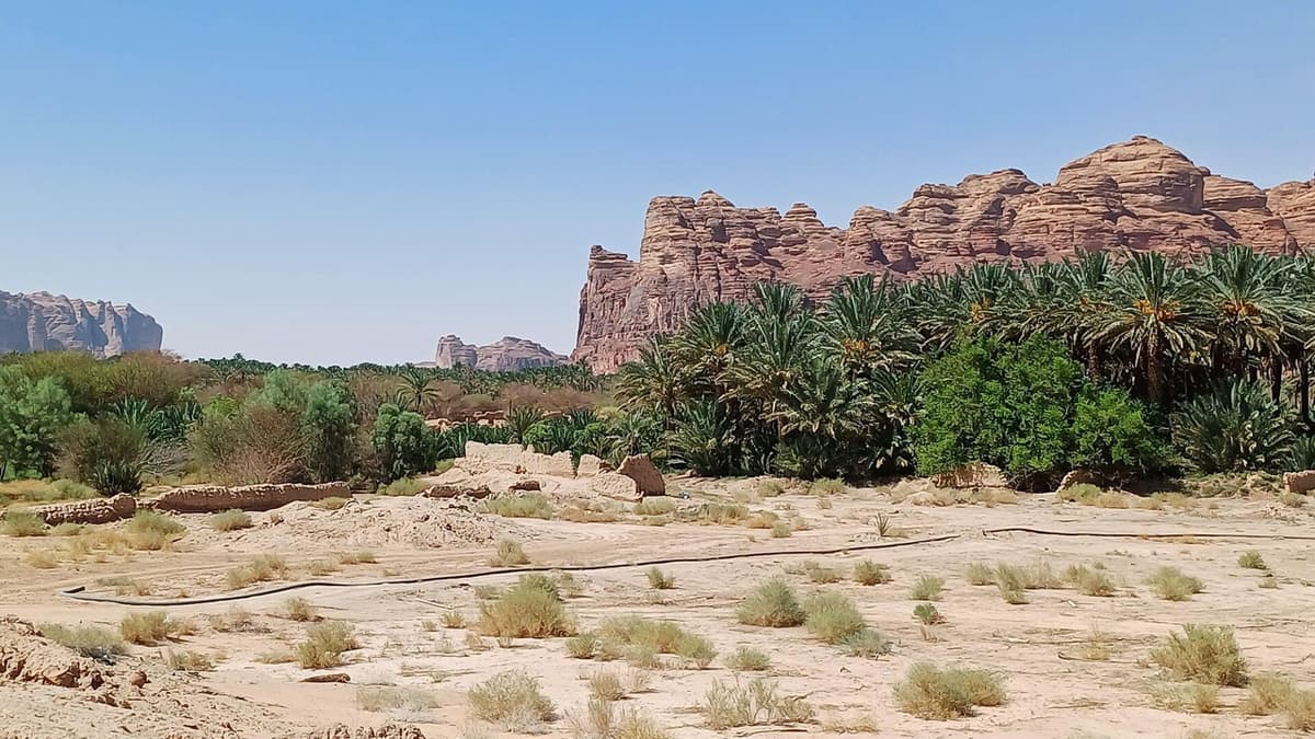 An Early Morning among the Palms of AlUla