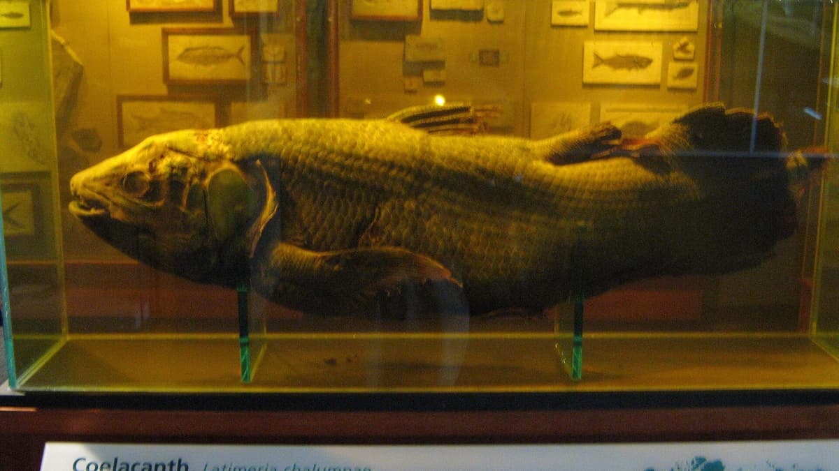 An age written in scales: what Comorian coelacanth specimens changed
