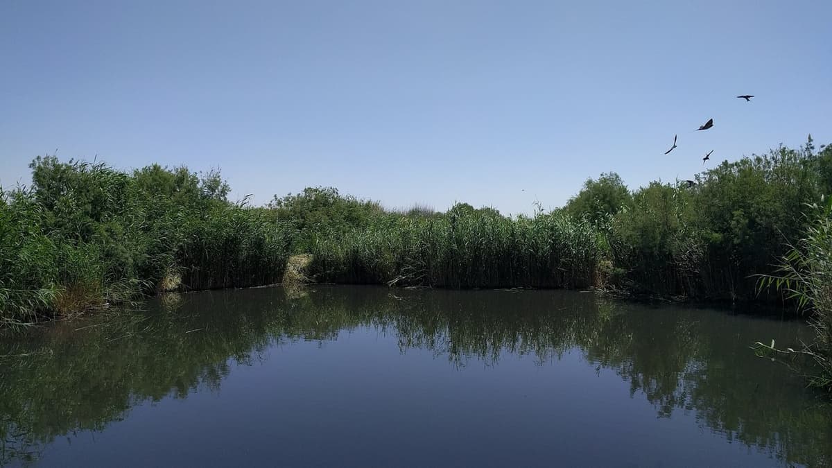 A Rest Stop for Birds in Azraq
