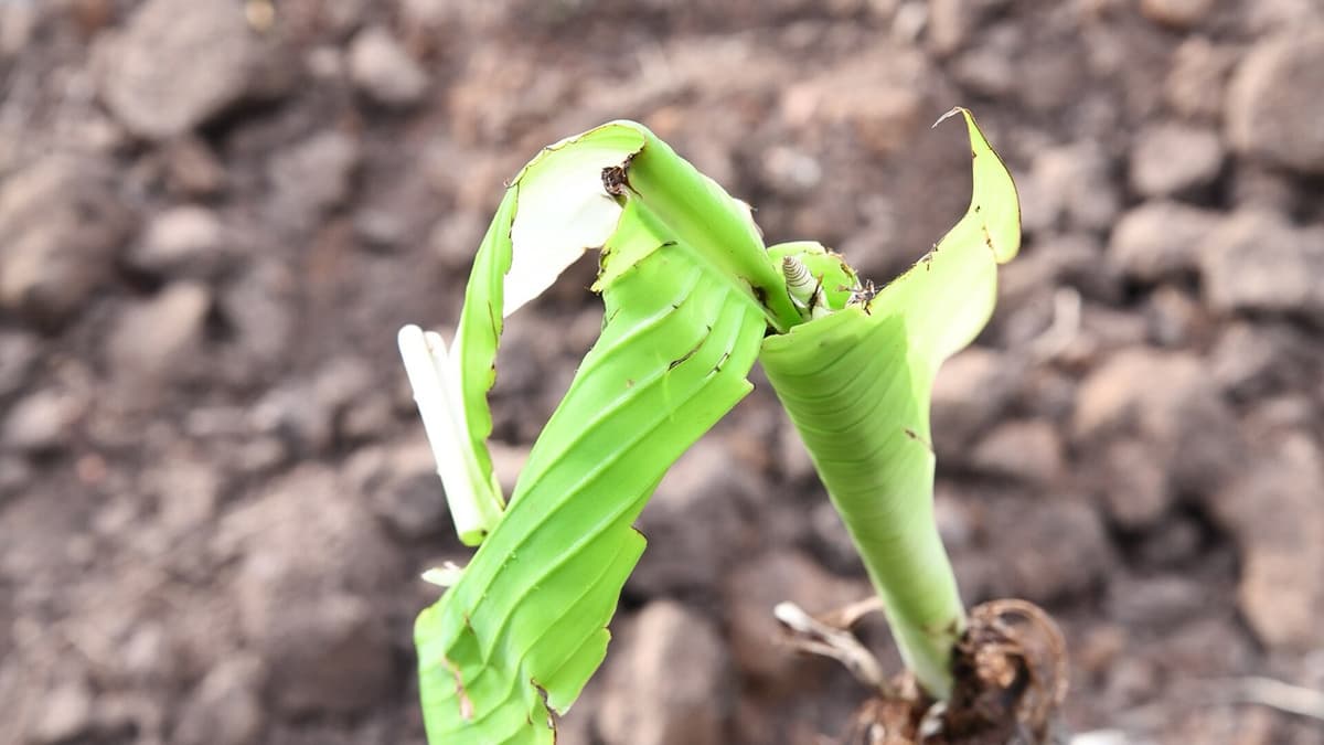 From one stem to a shared nursery: banana multiplication in the Comoros