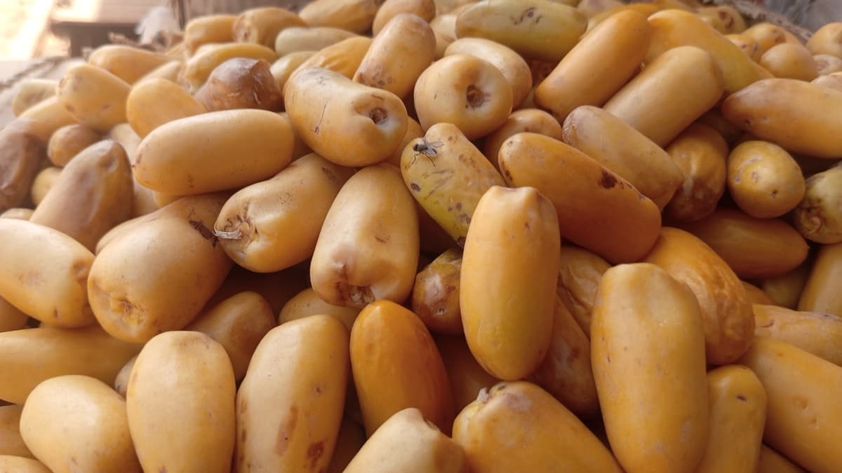 The Date Market in Basra