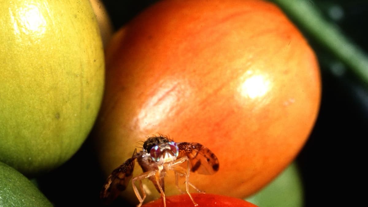 More than a Number: Judging Reared Fruit Flies