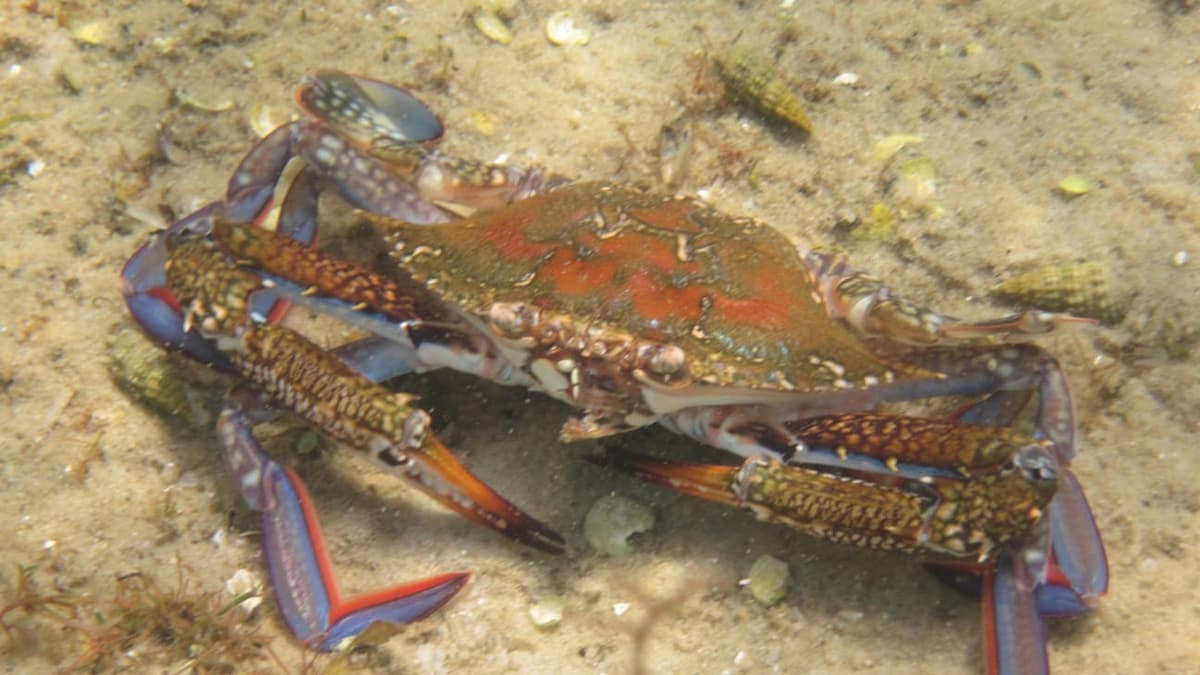 Blue crab in Tunisia: between fisher and researcher