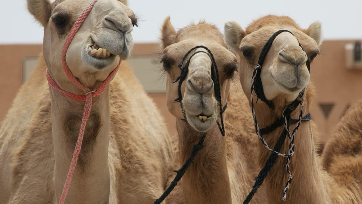 Camel-Milk Cheese: What Counts as Texture Quality?