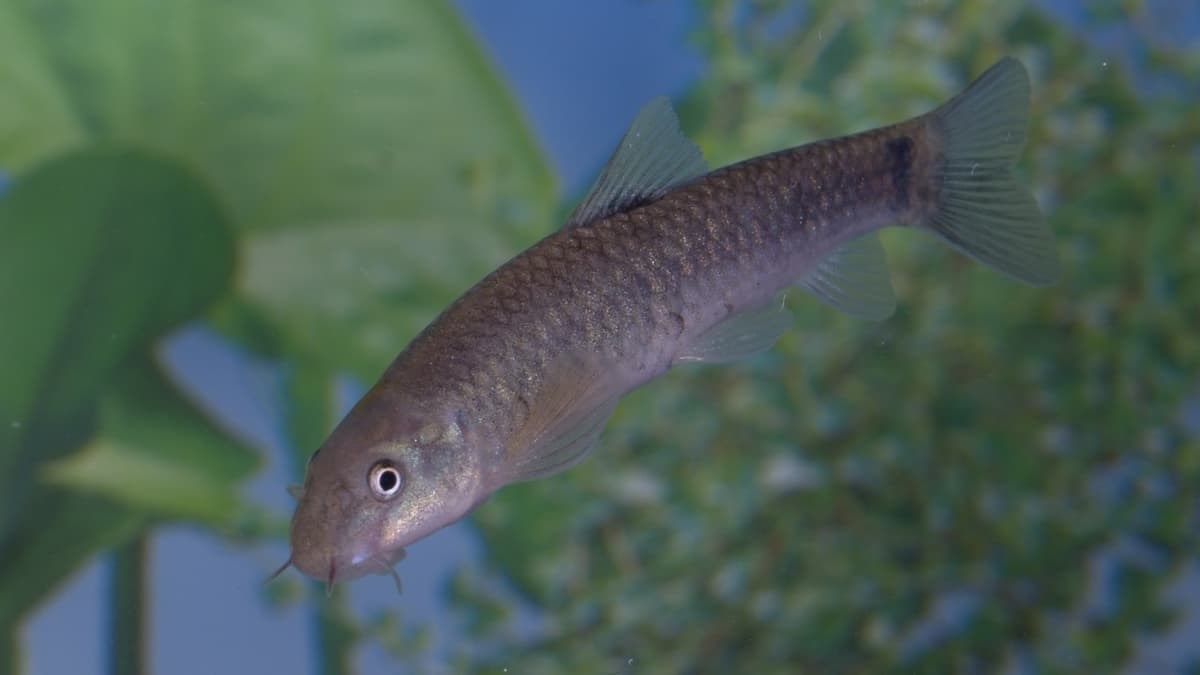 Cave and Wadi Fish in Oman: The Question of Kinship