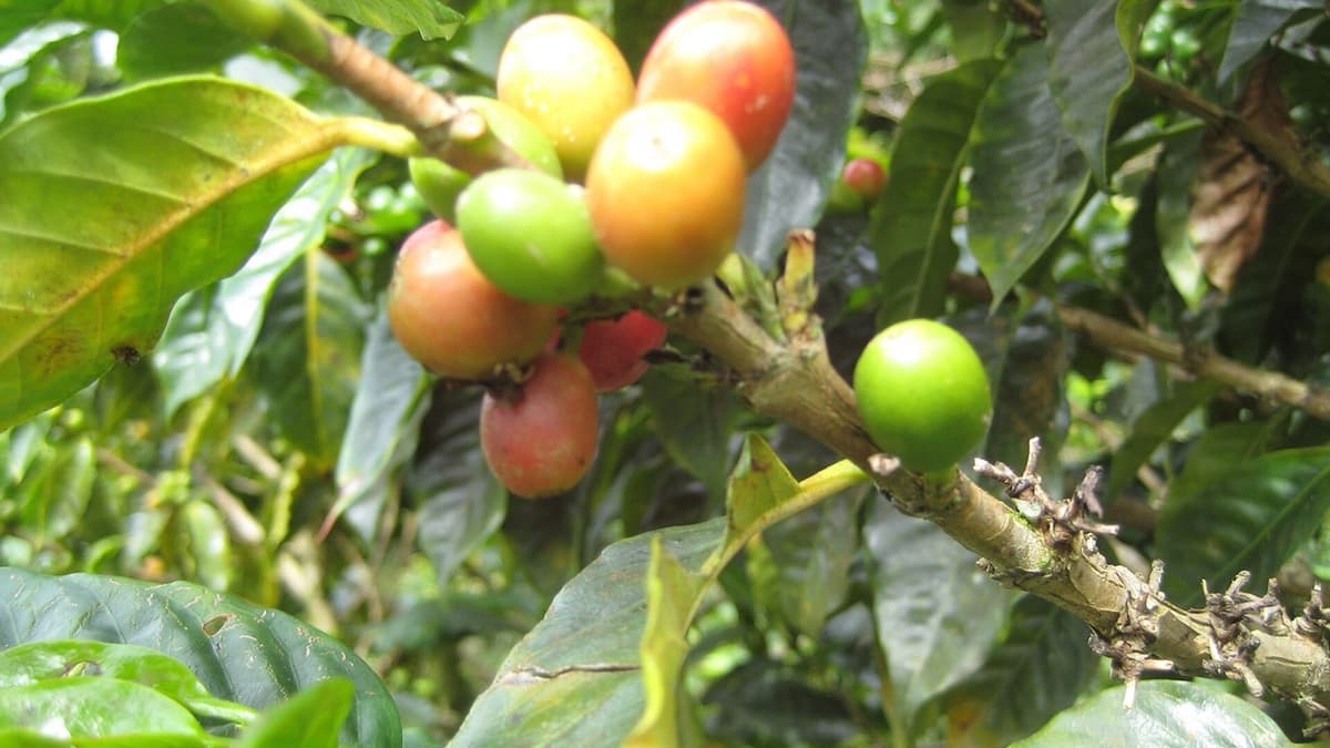 Coffee Names and Genetic Maps