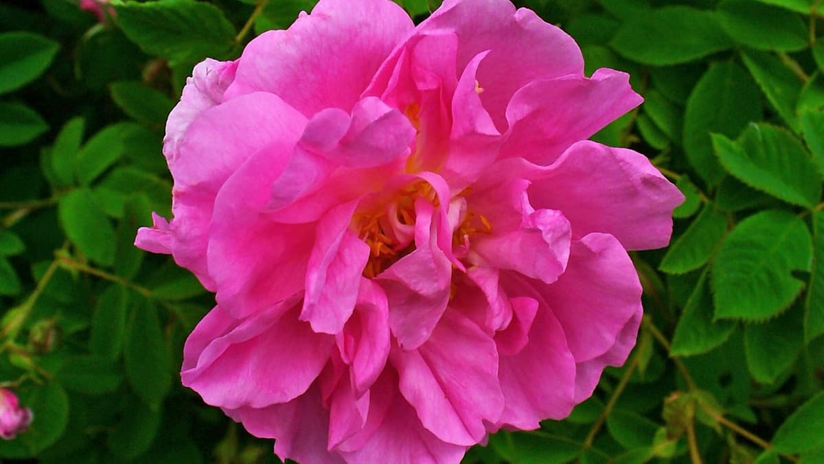 The Damascene Rose Harvest