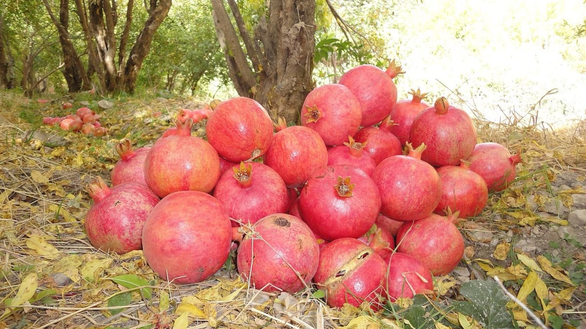 Pomegranate Molasses Season in Daquq