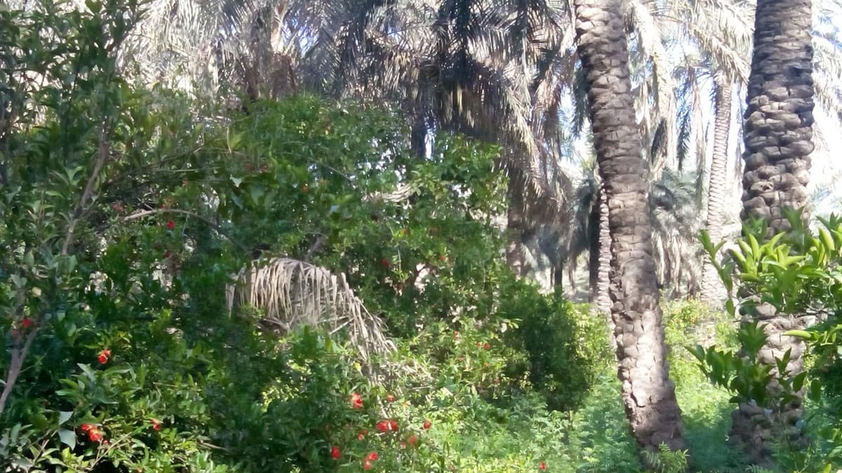 Palms in a Pomegranate Orchard