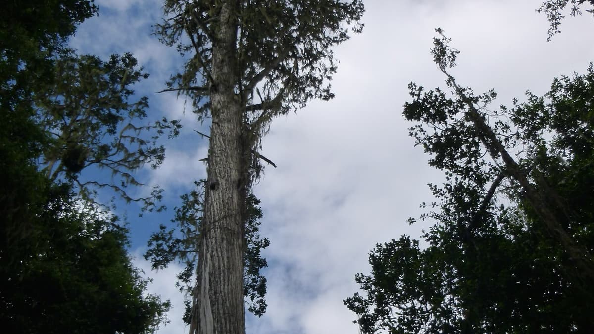Day Forest: Do the Tree and the Bird Need the Same Things?