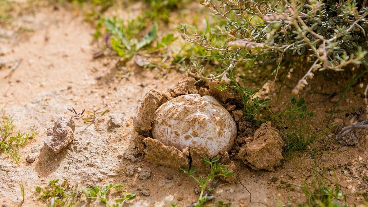Desert truffles beneath the sand: questions about a hidden organism