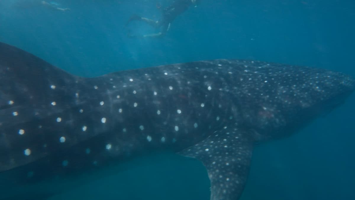 Looking for Whale Sharks in Djibouti