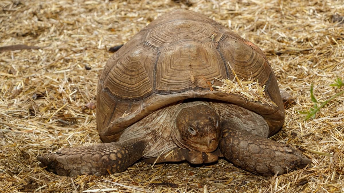 A New Home for a Big Tortoise