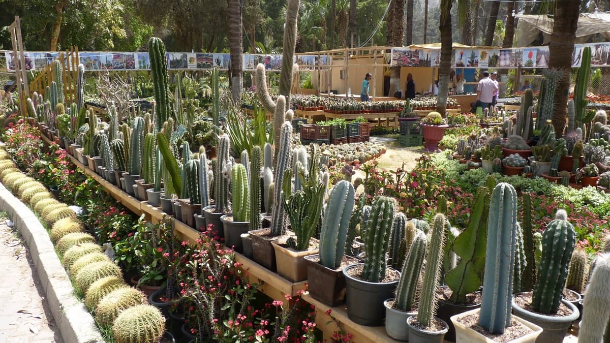 Egypt’s Spring Flowers Exhibition