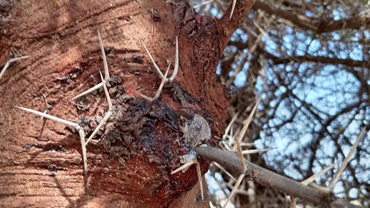 Gum arabic and the hashab tree in North Kordofan