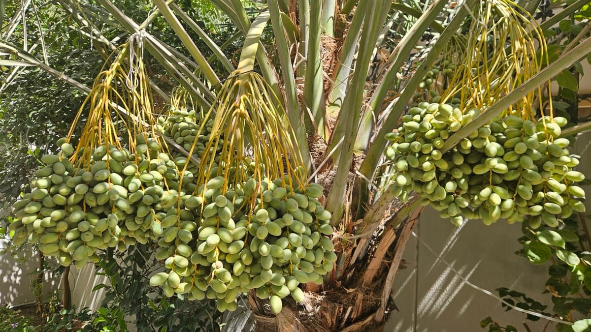 What Green Dates Tell Us