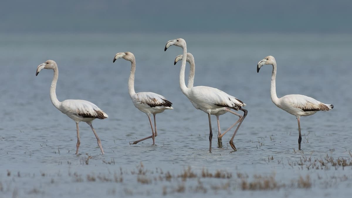 Watching Birds at Lake Ichkeul