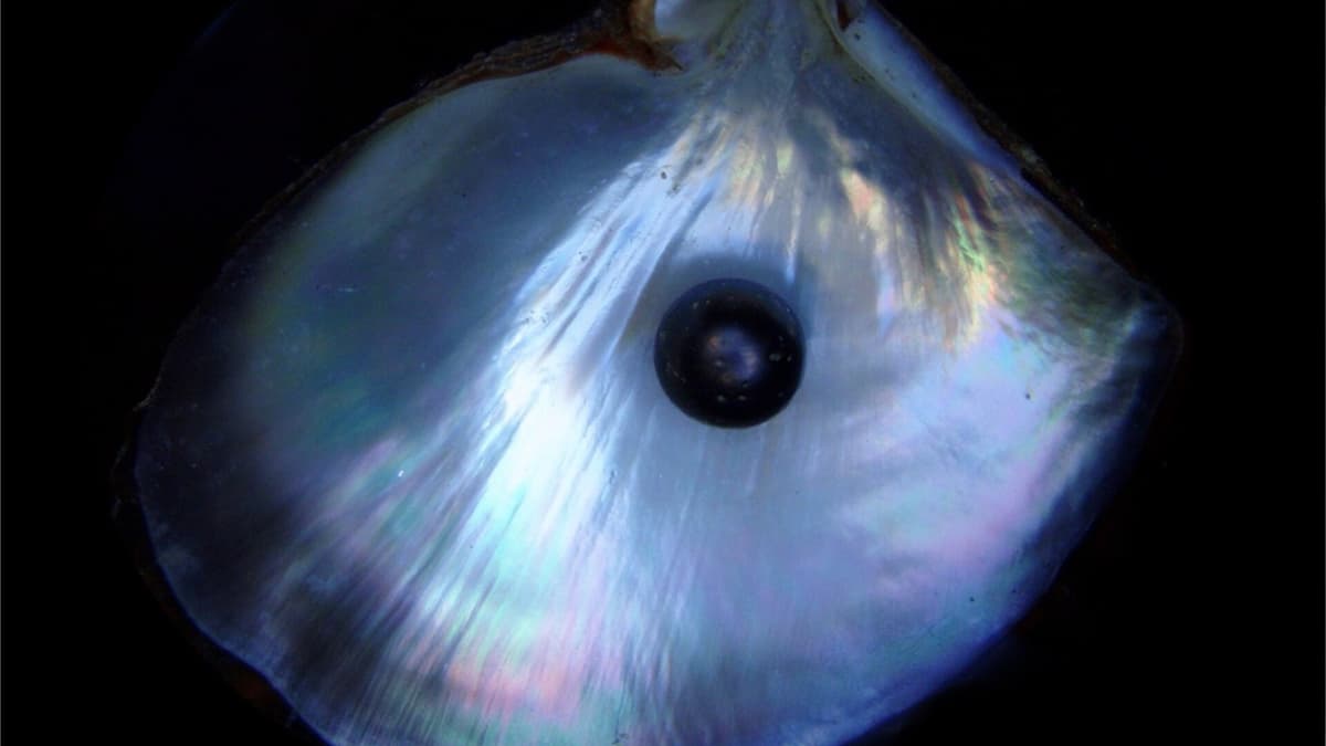 Inside a Pearl: Two Images, One Question