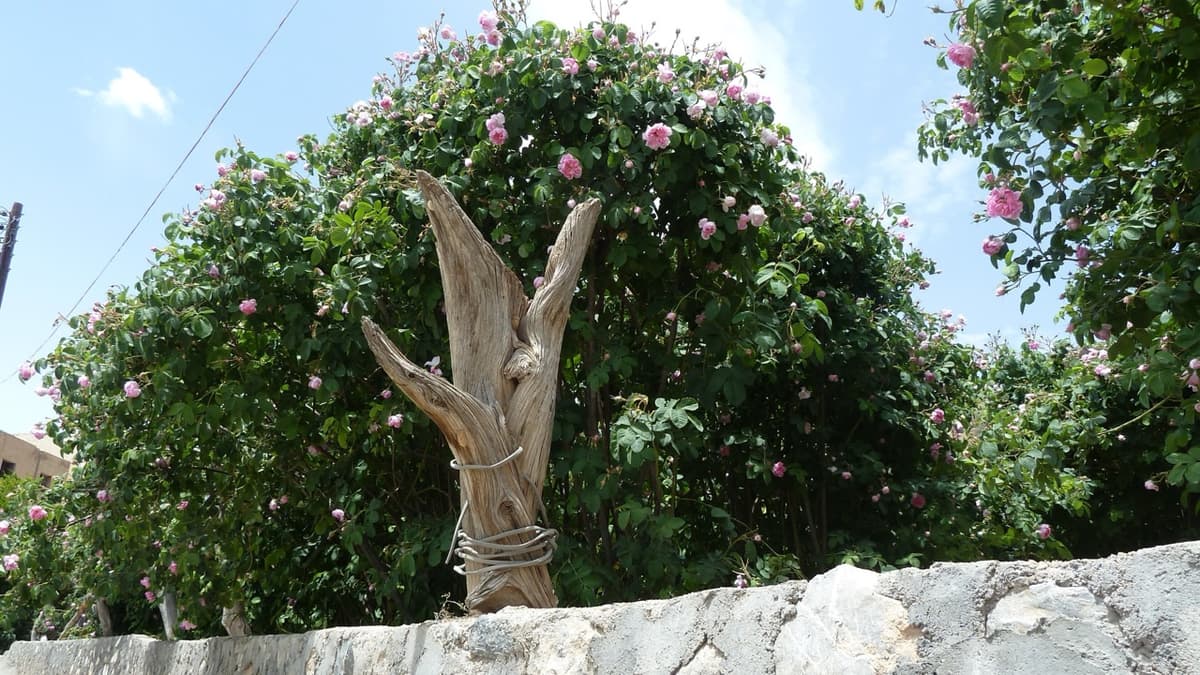 The Roses of Al Jabal Al Akhdar