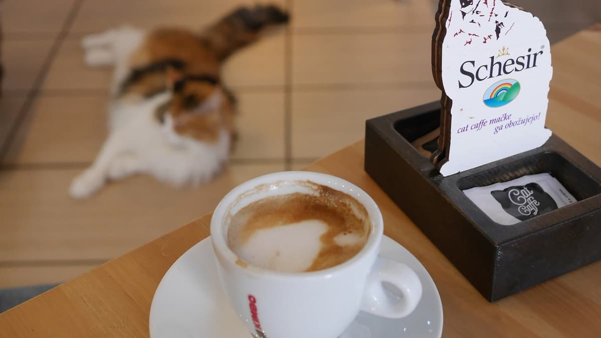Jeddah’s Cat Café