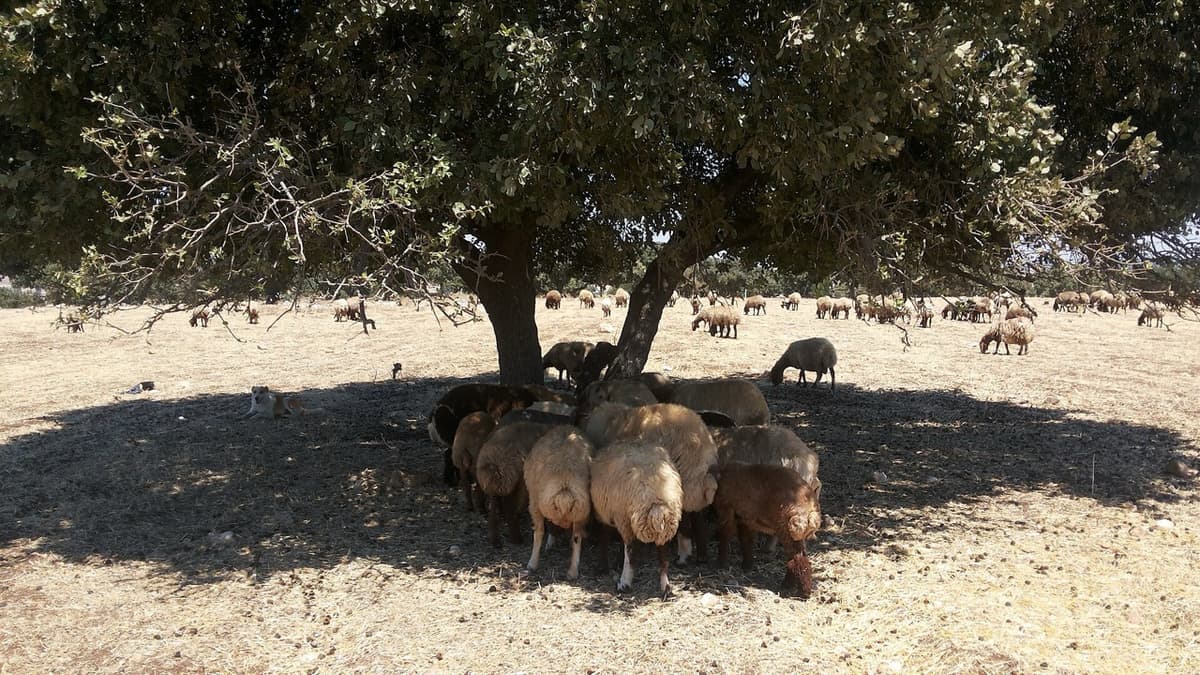 Resting the Land: Jordan’s Rangelands Flower Again