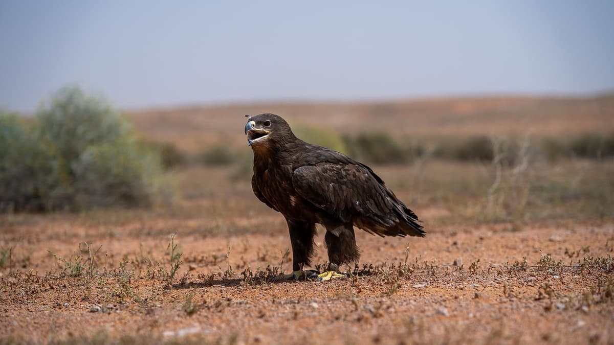 A Photographer Following the Birds of Jouf