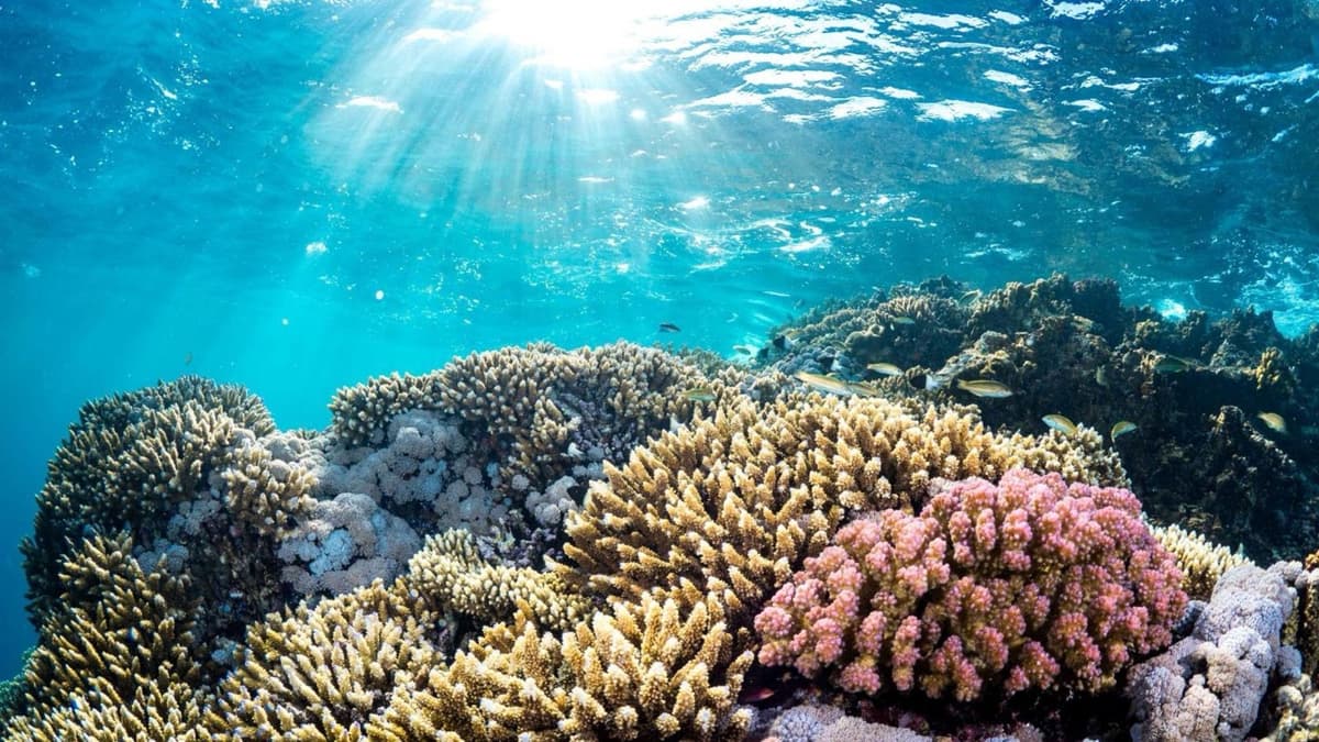 A Robot Diver to Help Scientists