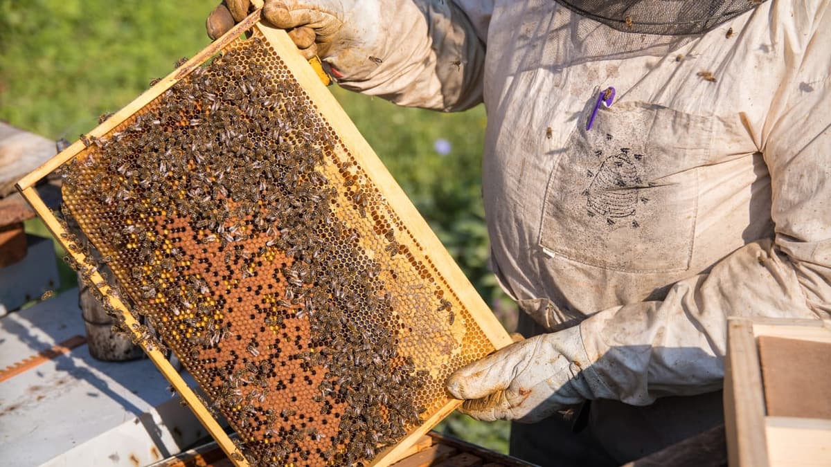 Bees in Lebanon