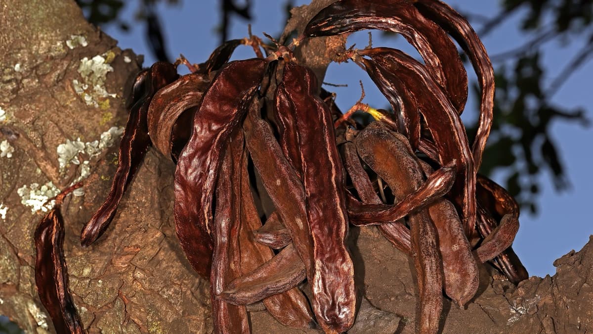Carob Molasses in the Kitchen