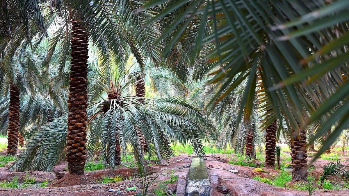 A Fibre That Listens to a Palm