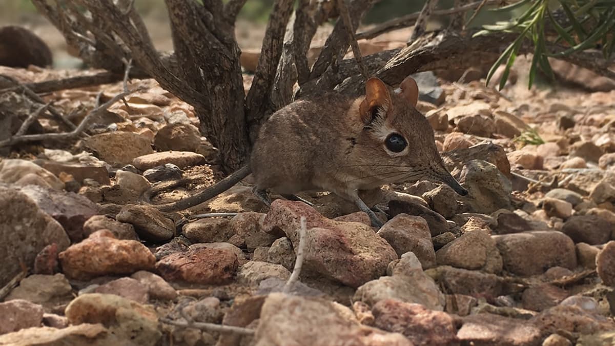 A long nose among the rocks: searching for the Somali sengi