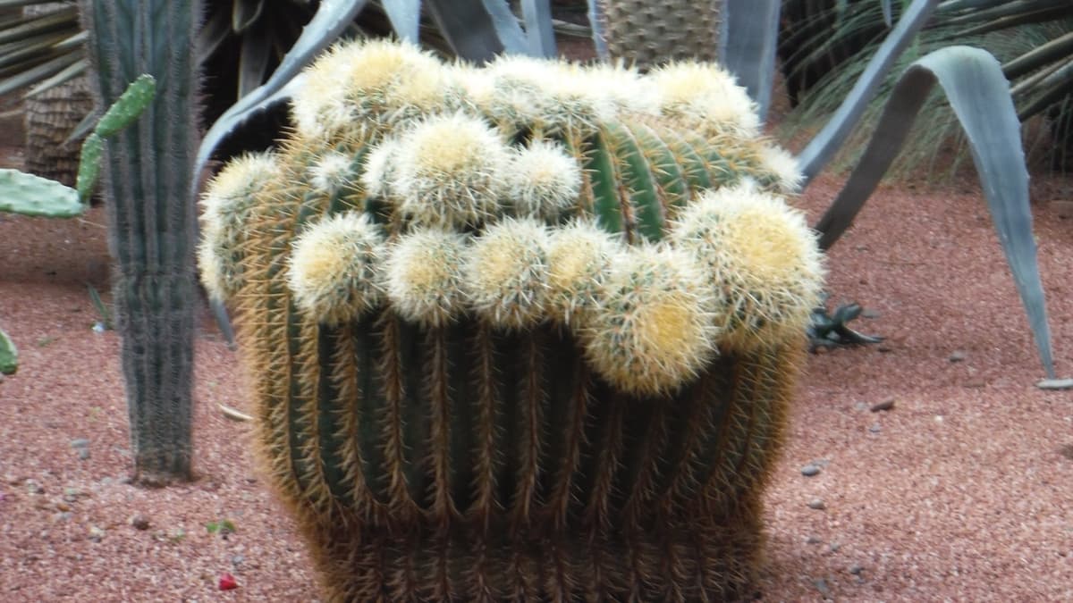A Big Cactus Garden in Marrakech