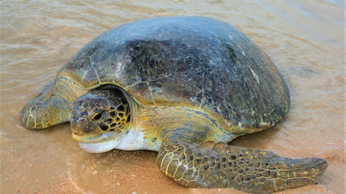 Safe Beaches for Turtles in the Comoros