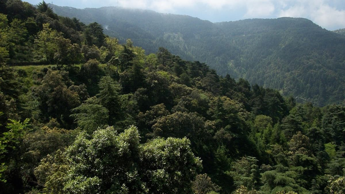 What Does “More” Mean in the Babor Bird Count?