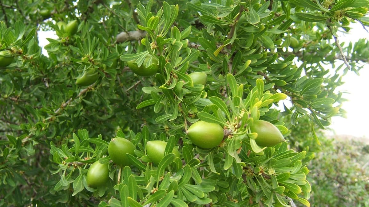 How Do We Make Argan Oil?